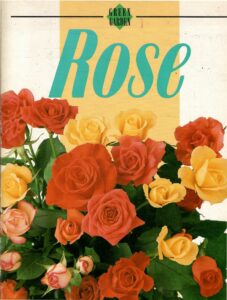 GREEN GARDEN ROSE