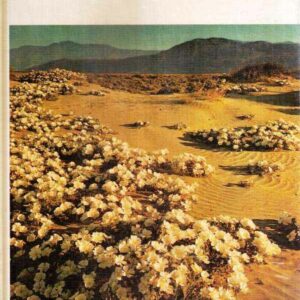 IL DESERTO