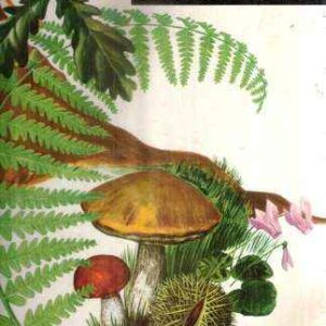 MONDO VERDE