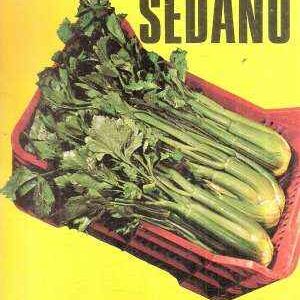 LA COLTIVAZIONE DEL SEDANO