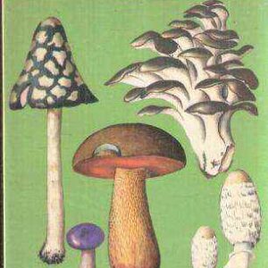FUNGHI