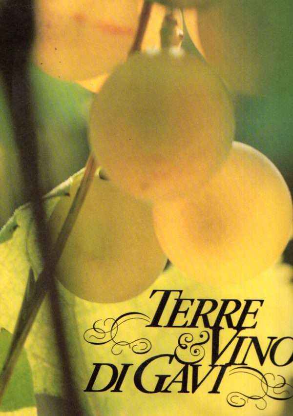 TERRE E VINO DI GAVI