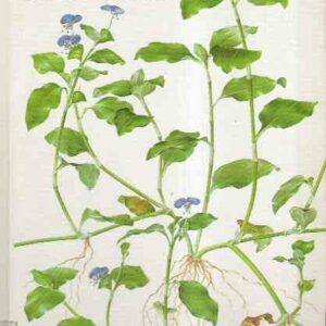 MONOCOT WEEDS 3